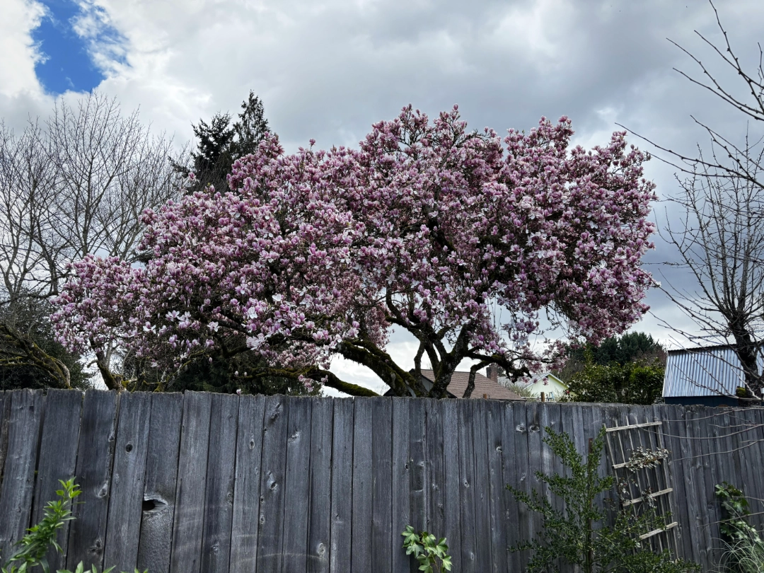 Saucer Magnolia