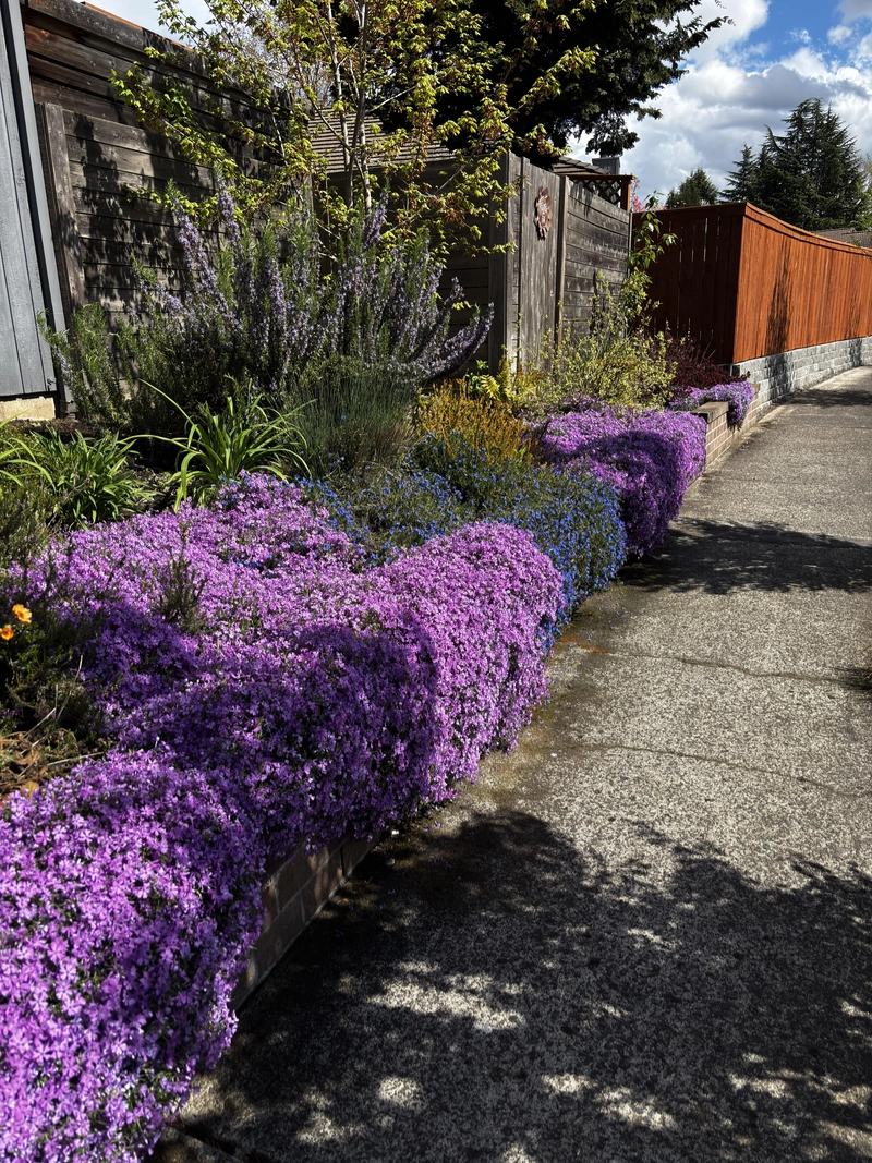 Colorful Groundcovers