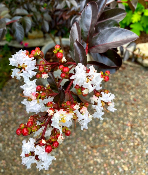 Plants That Are Slow to Wake Up