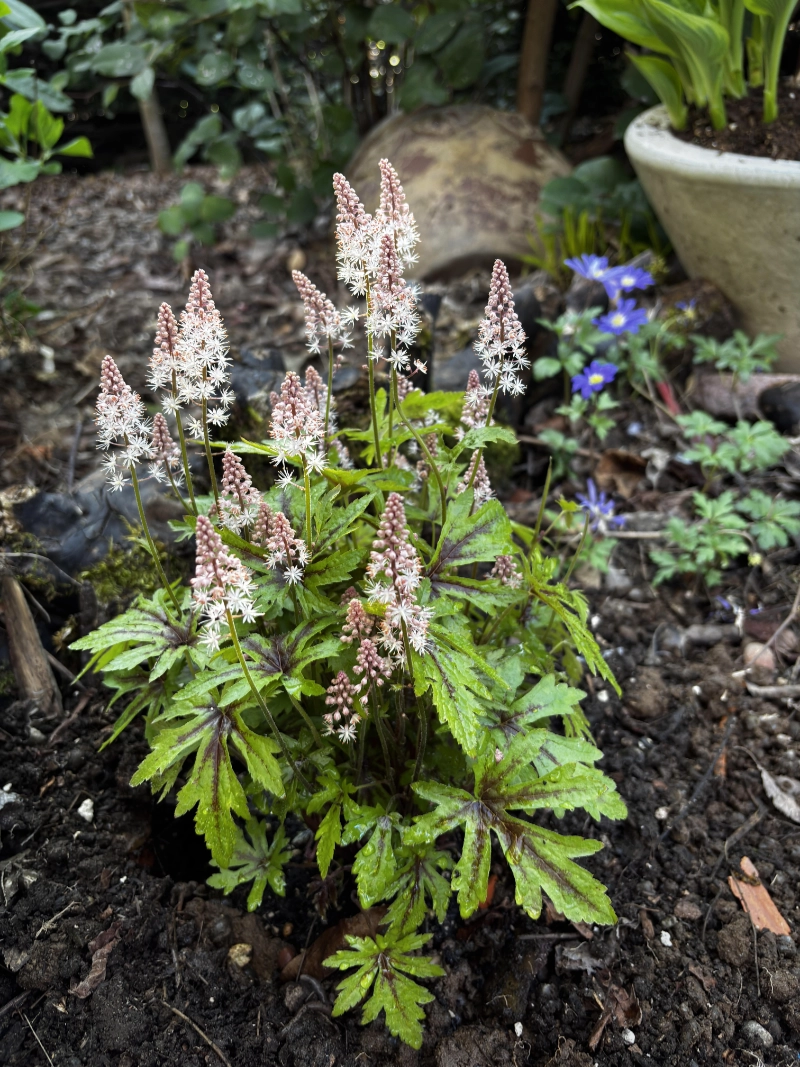 Foamflower (Tiarella)