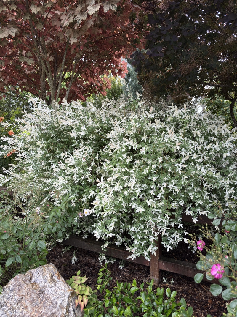 Dappled Willow