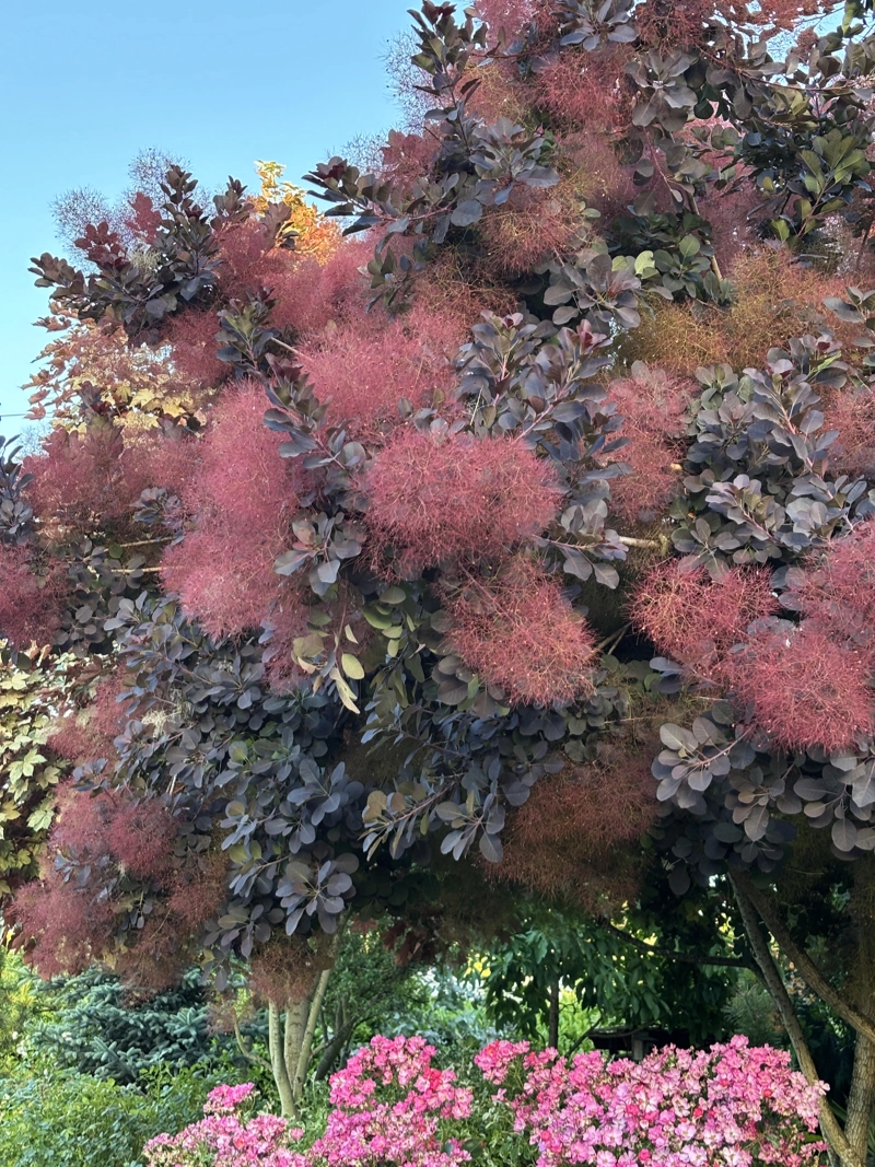 Smoke Tree