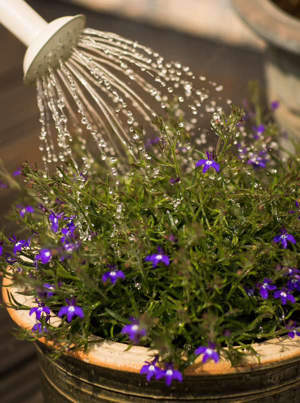 Watering in Hot Weather and During Vacations