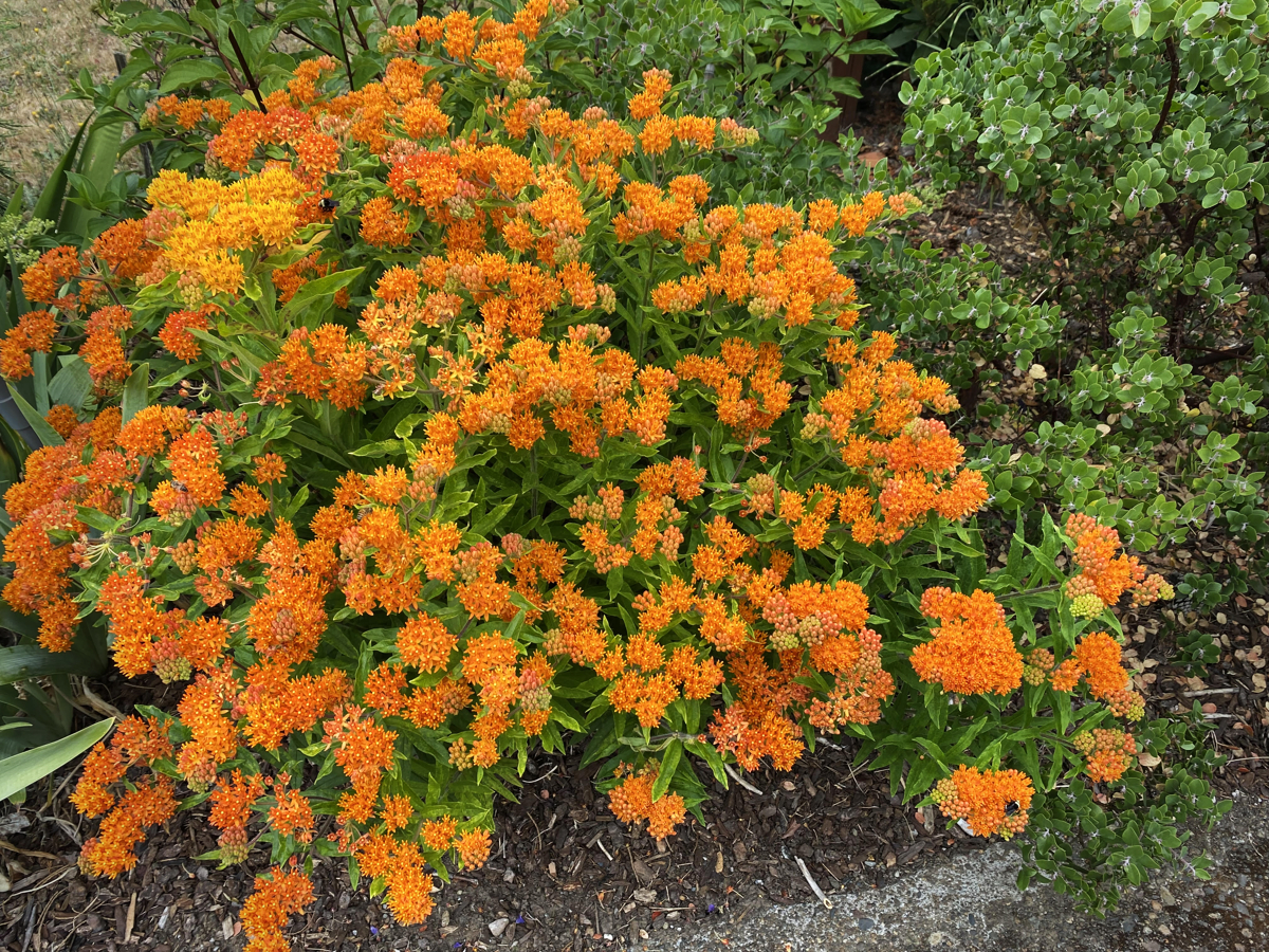 Butterfly Weed