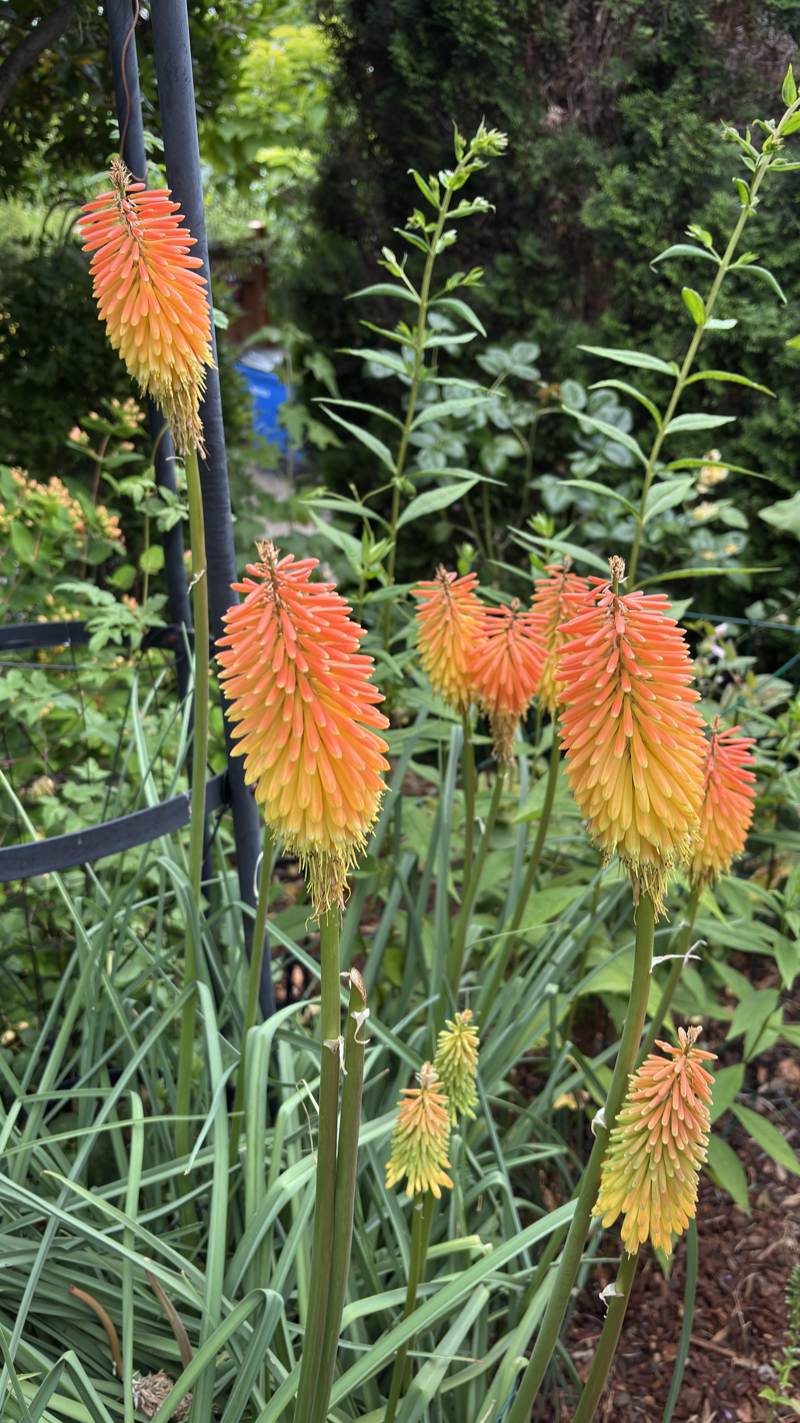 Kniphofia (Red Hot Poker)