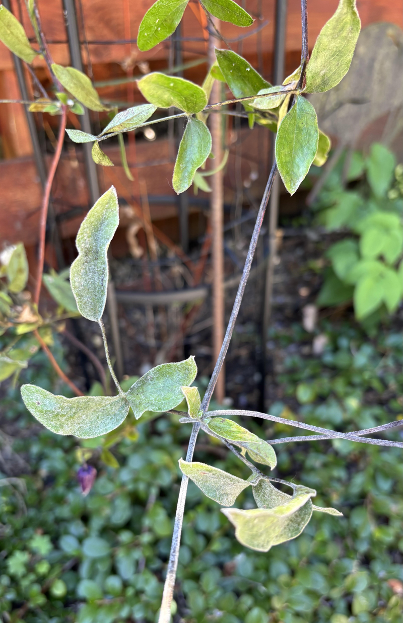 Powdery Mildew