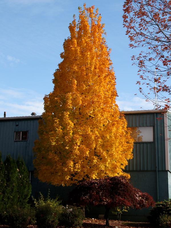‘Apollo’ Sugar Maple