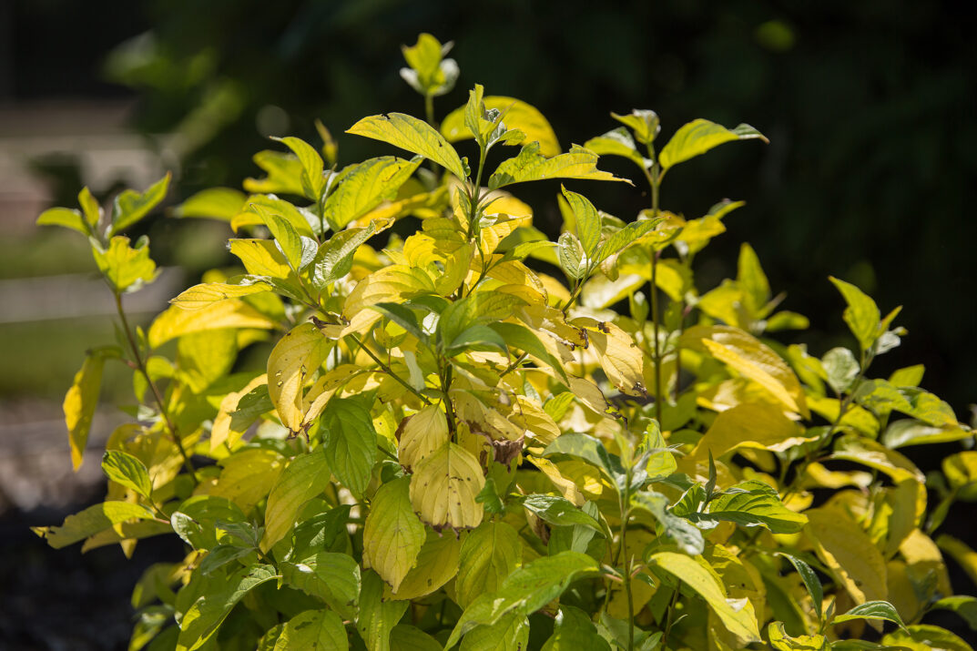 Neon Burst Dogwood